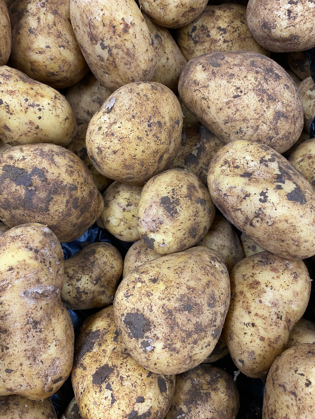 Potatoes Agria