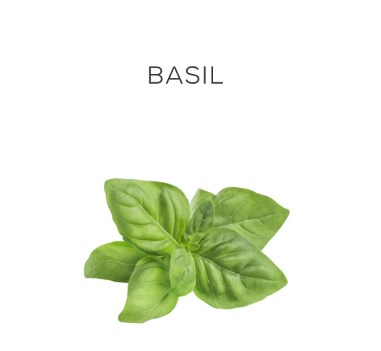 Herb Basil