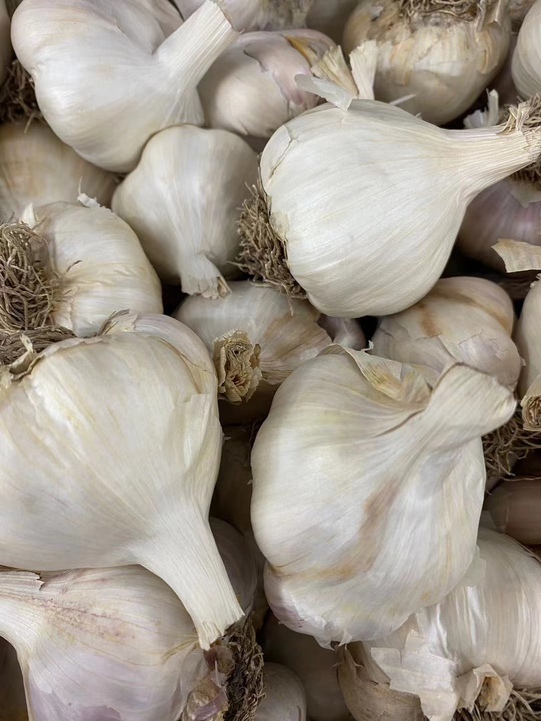 NZ Garlic